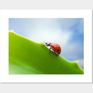 Wall Art - Ladybird, Ladybug Ascent - Photo print, canvas, artboard print Canvas Print Posters and Art